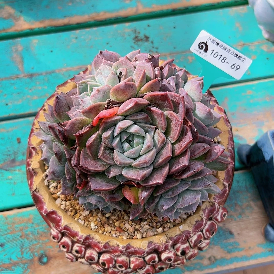 一**木多肉一物一拍编号1018-69