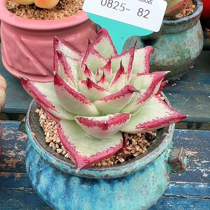 ?****?精品多肉编号0825-82带盆