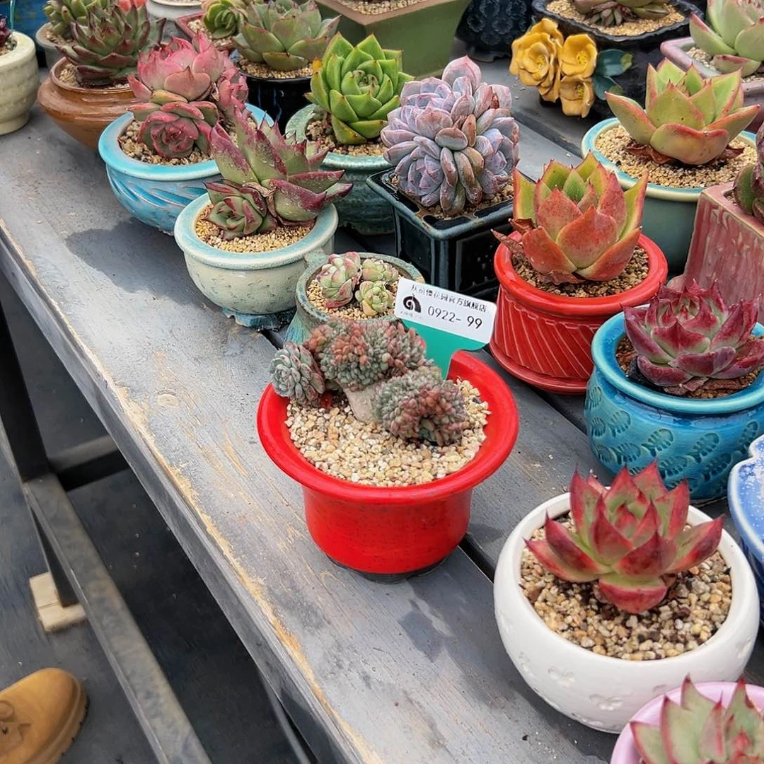 精品多肉编号0922-99带盆