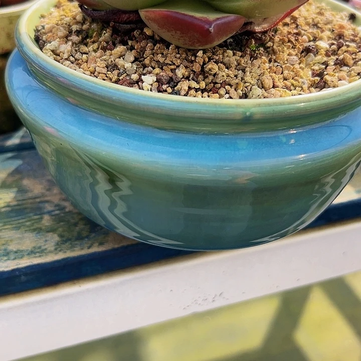 Q*u多肉编号1029-110盆