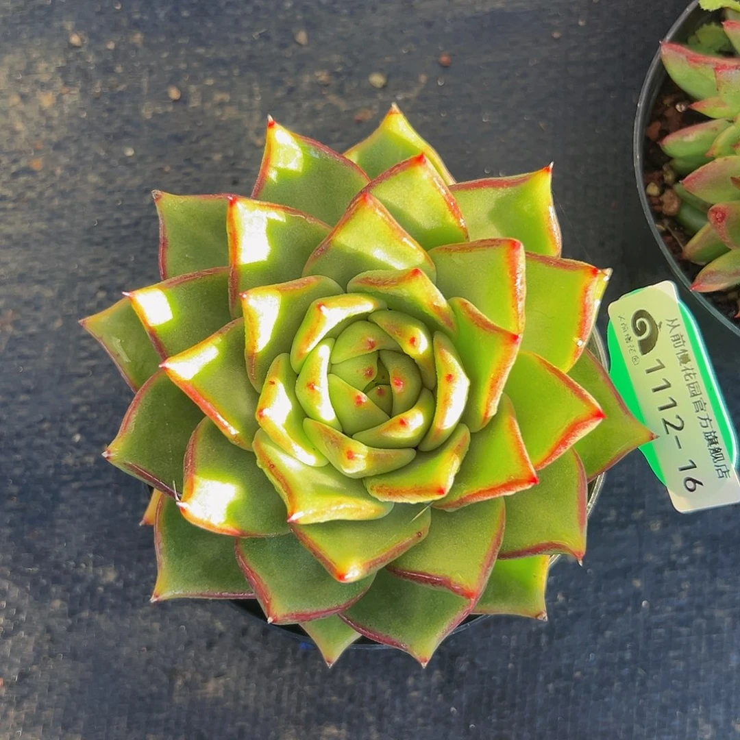 多肉一物一拍1112-16