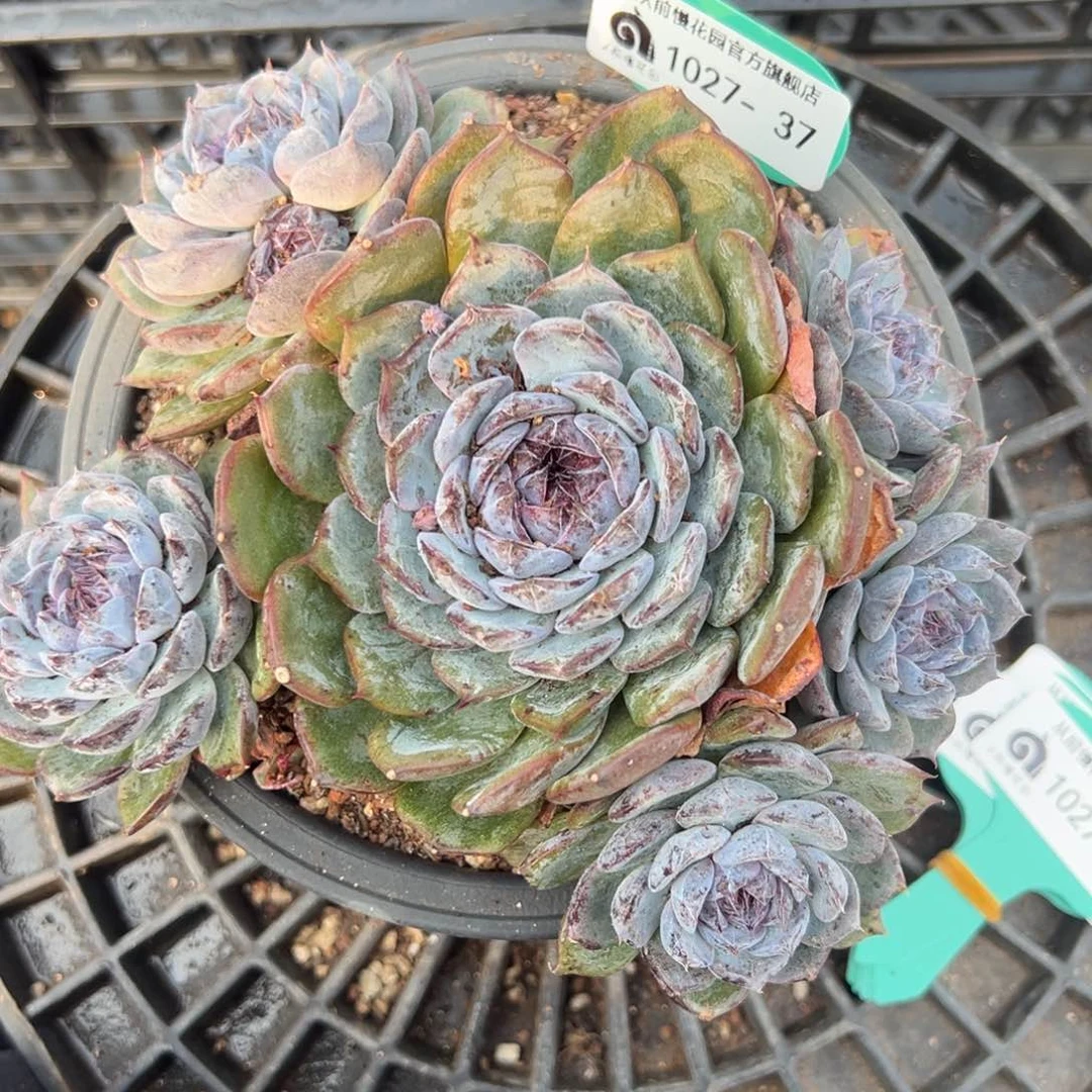 从前慢多肉精选编号1027.37