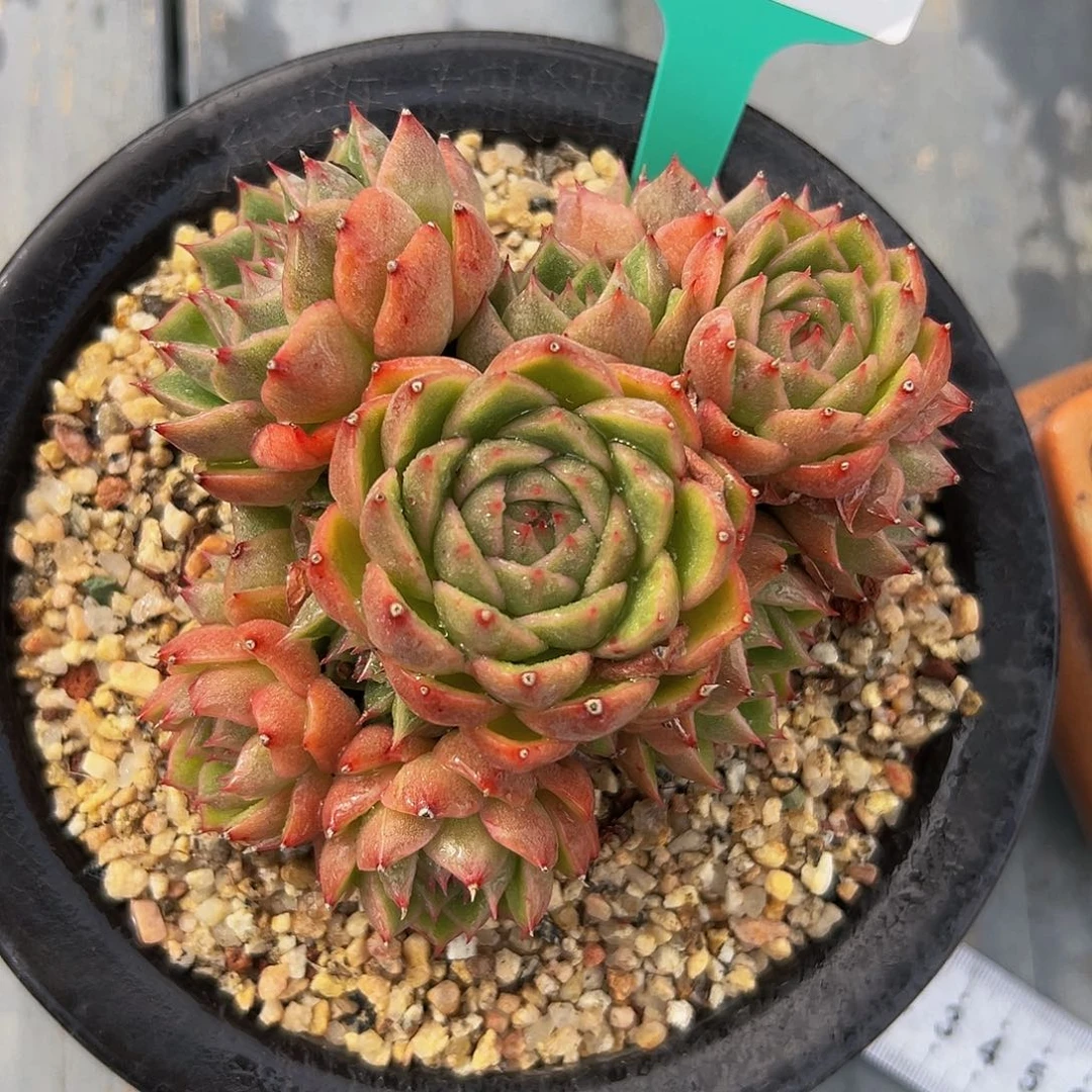 多肉一物一拍编号1017-93