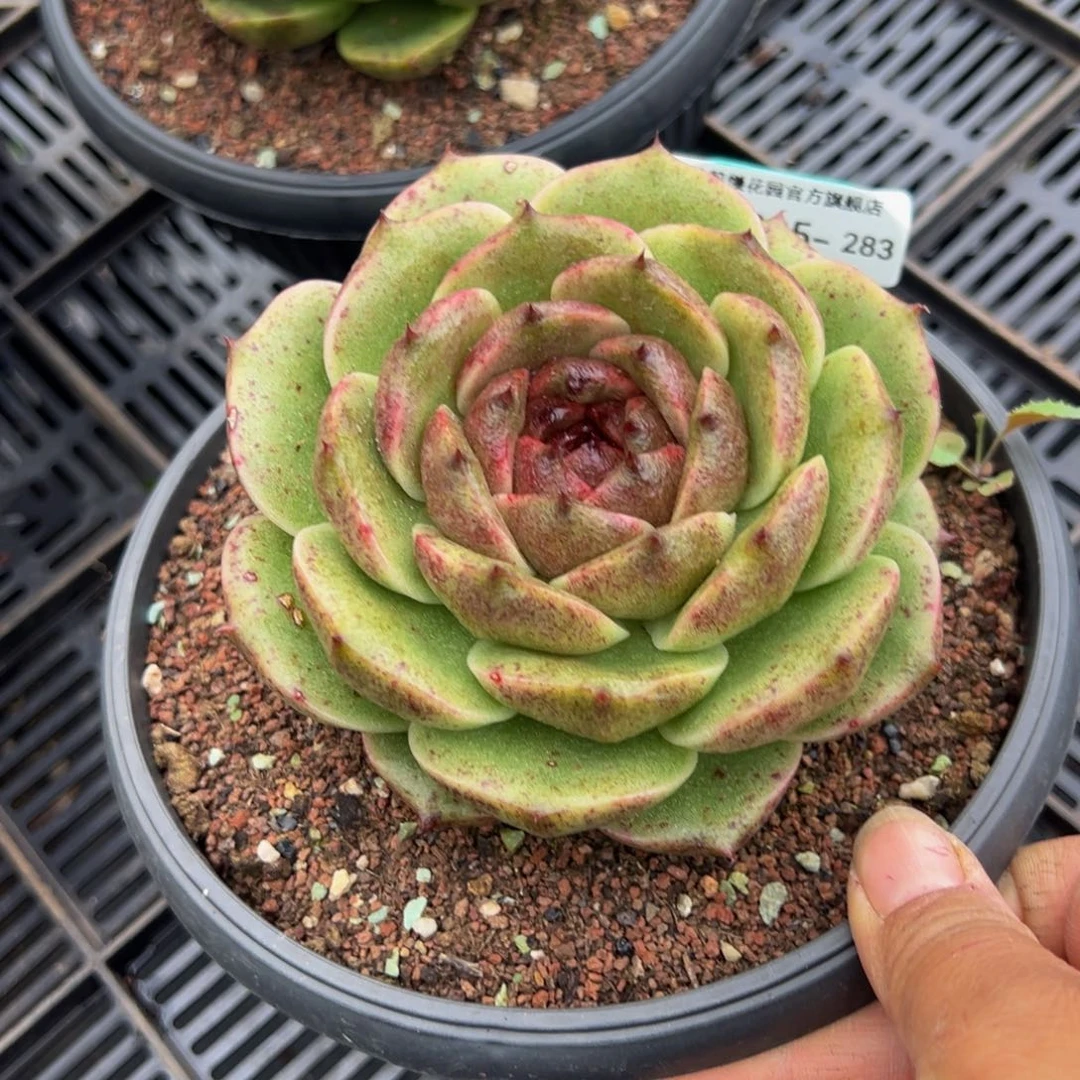 多肉编号1005-283