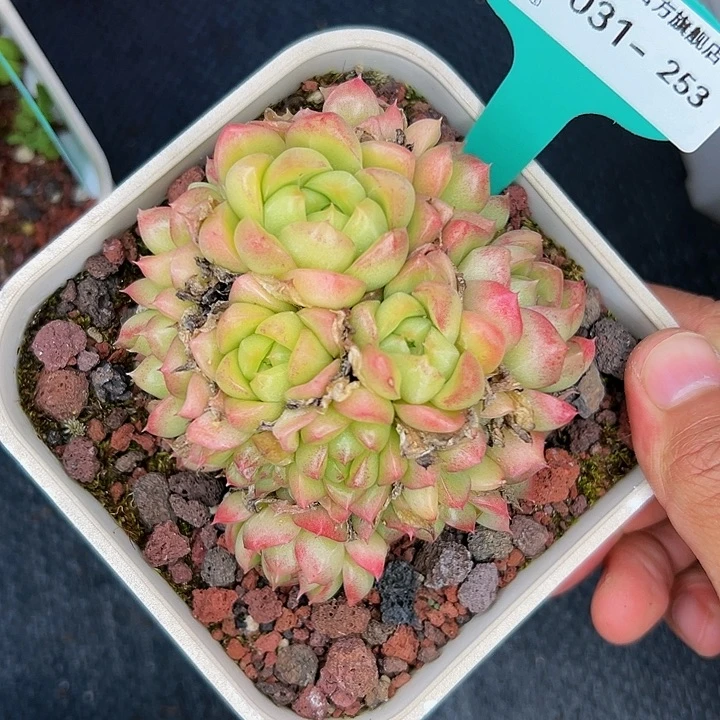 多肉一物一拍1031-253