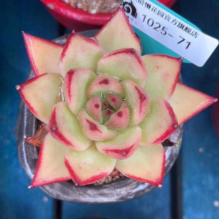 从前慢多肉精选编号1025.71