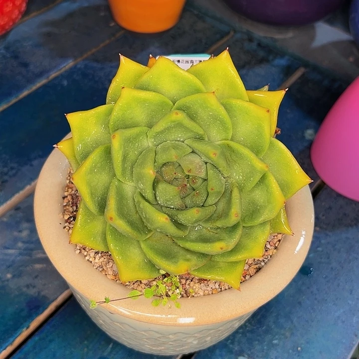 多肉一物一拍1103-160