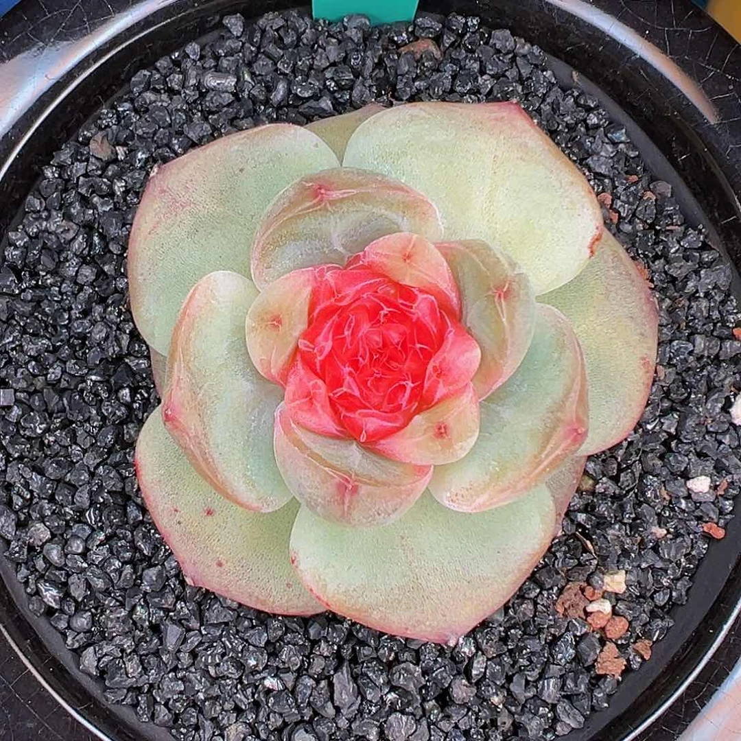 多肉一物一拍1015-279