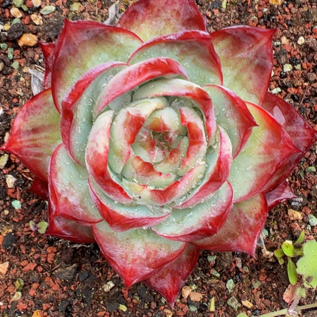 可***柴多肉编号1005-200