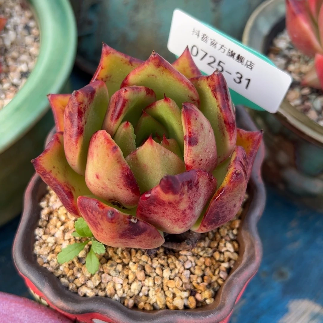 从前慢多肉精选编号0725.31