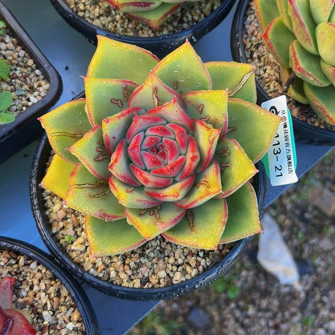 多肉一物一拍1113-21