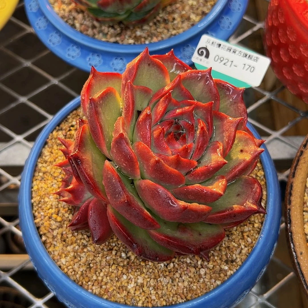 多肉一物一拍0921-170