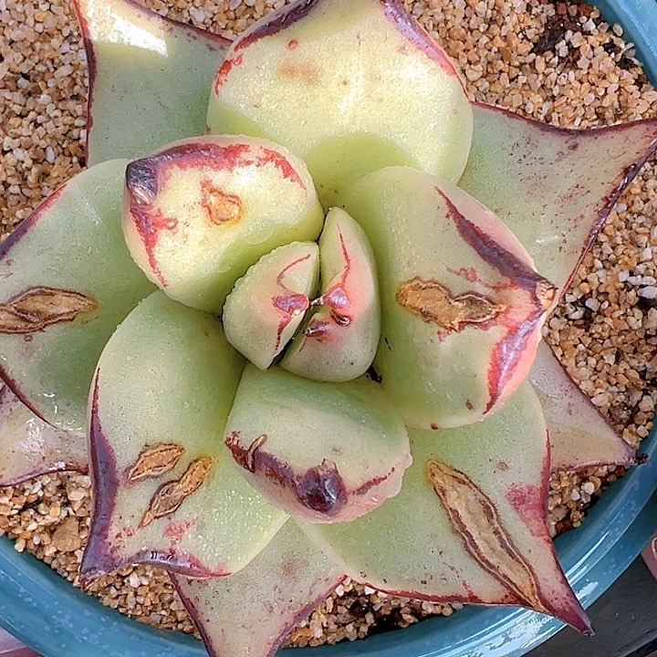 精品多肉编号0826-98