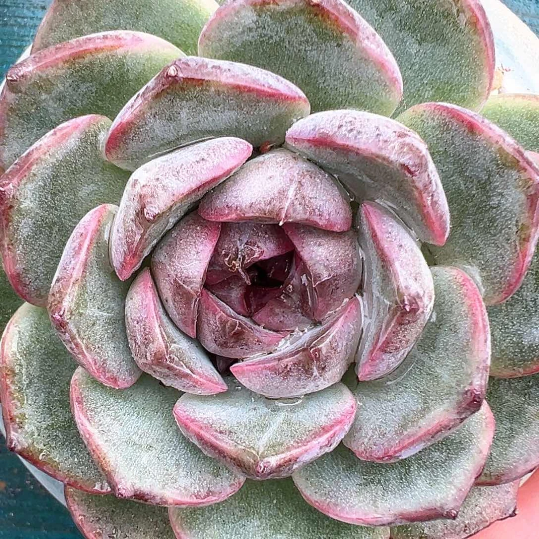 精品多肉编号0819-142