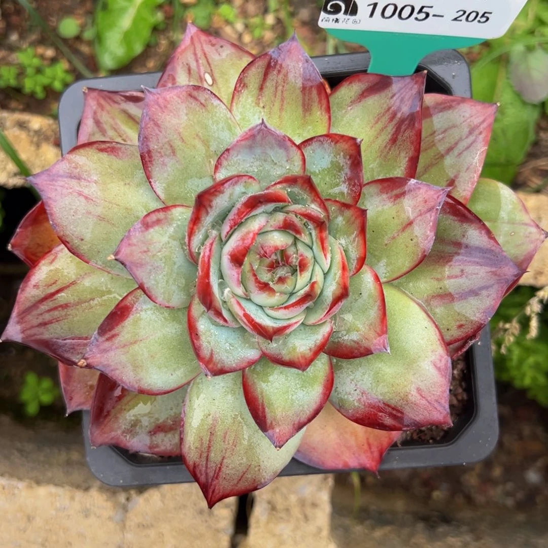 多肉编号1005-205