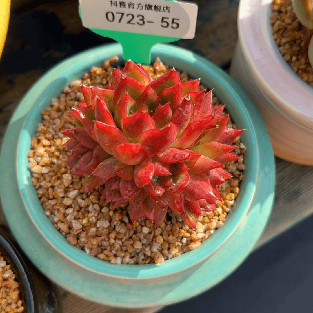 多肉一物一拍0723-55