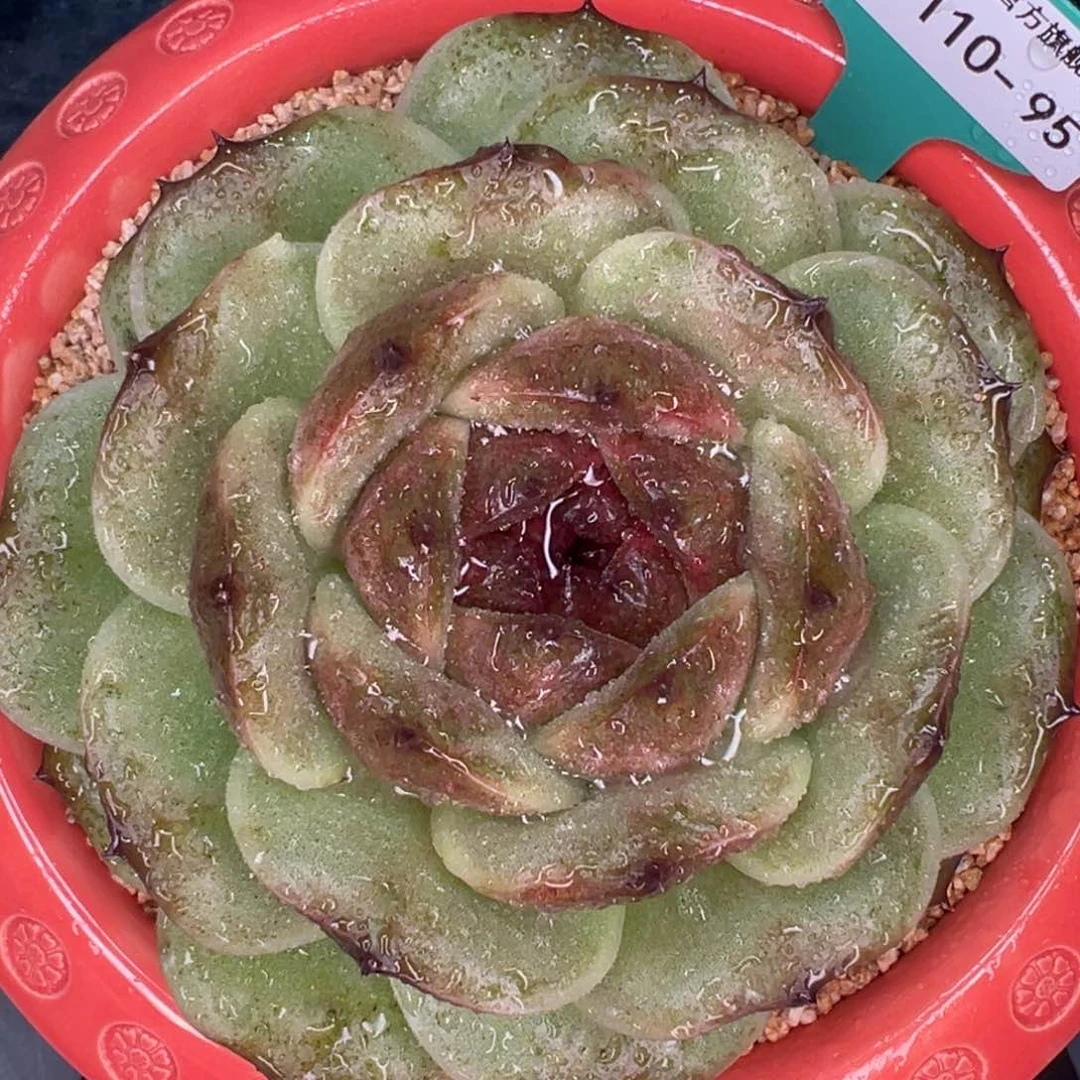 从前慢多肉精选编号1110.95