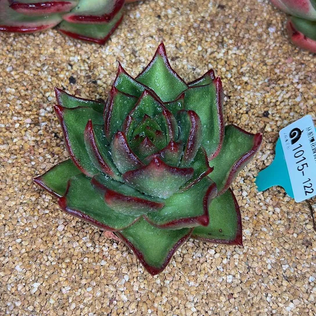 多肉一物一拍1015-122