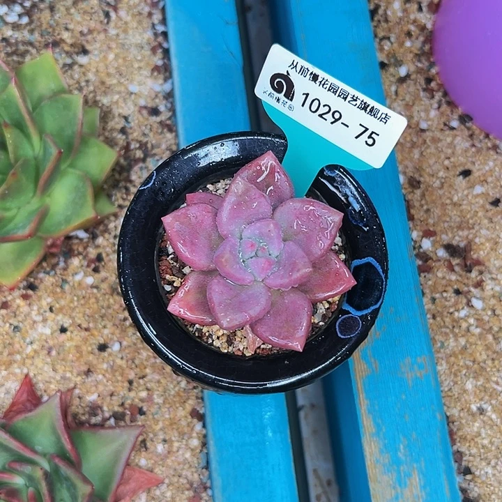 多***多多肉一物一拍1029-75带盆