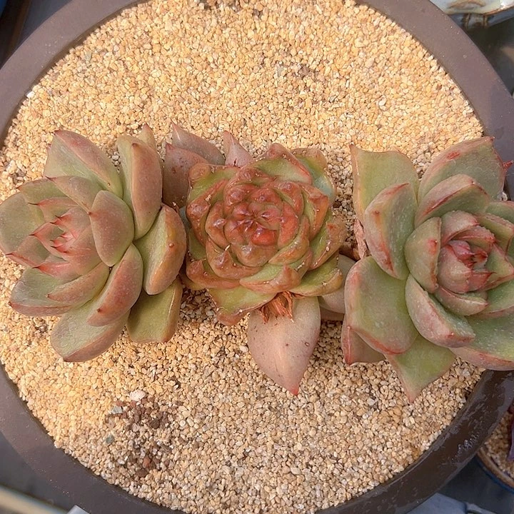 精品多肉编号0826-65