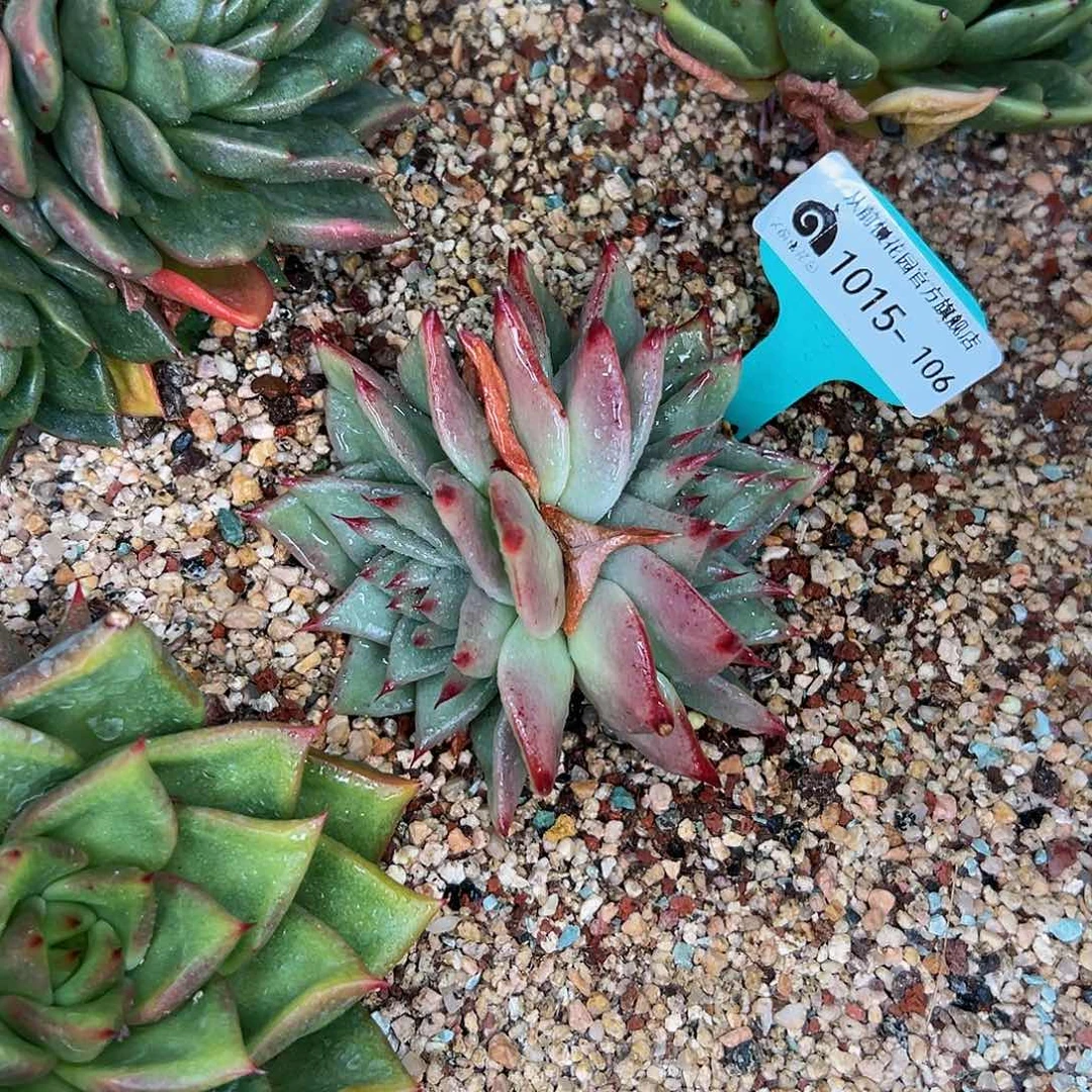 多***多多肉一物一拍1015-106