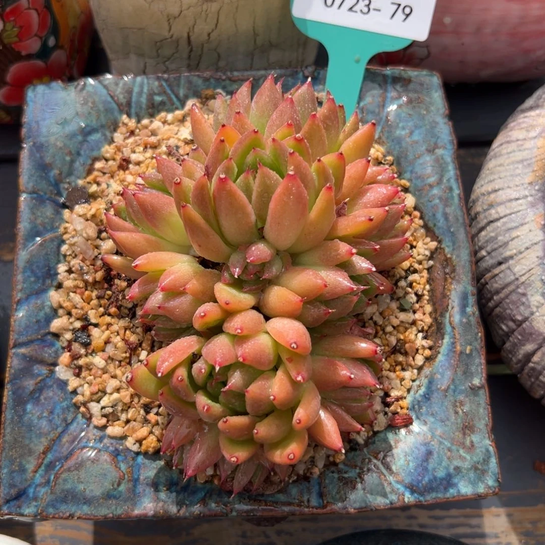 多肉一物一拍0723-79