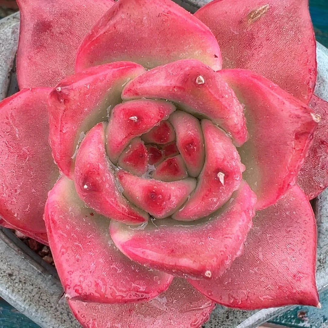 精品多肉编号0819-154