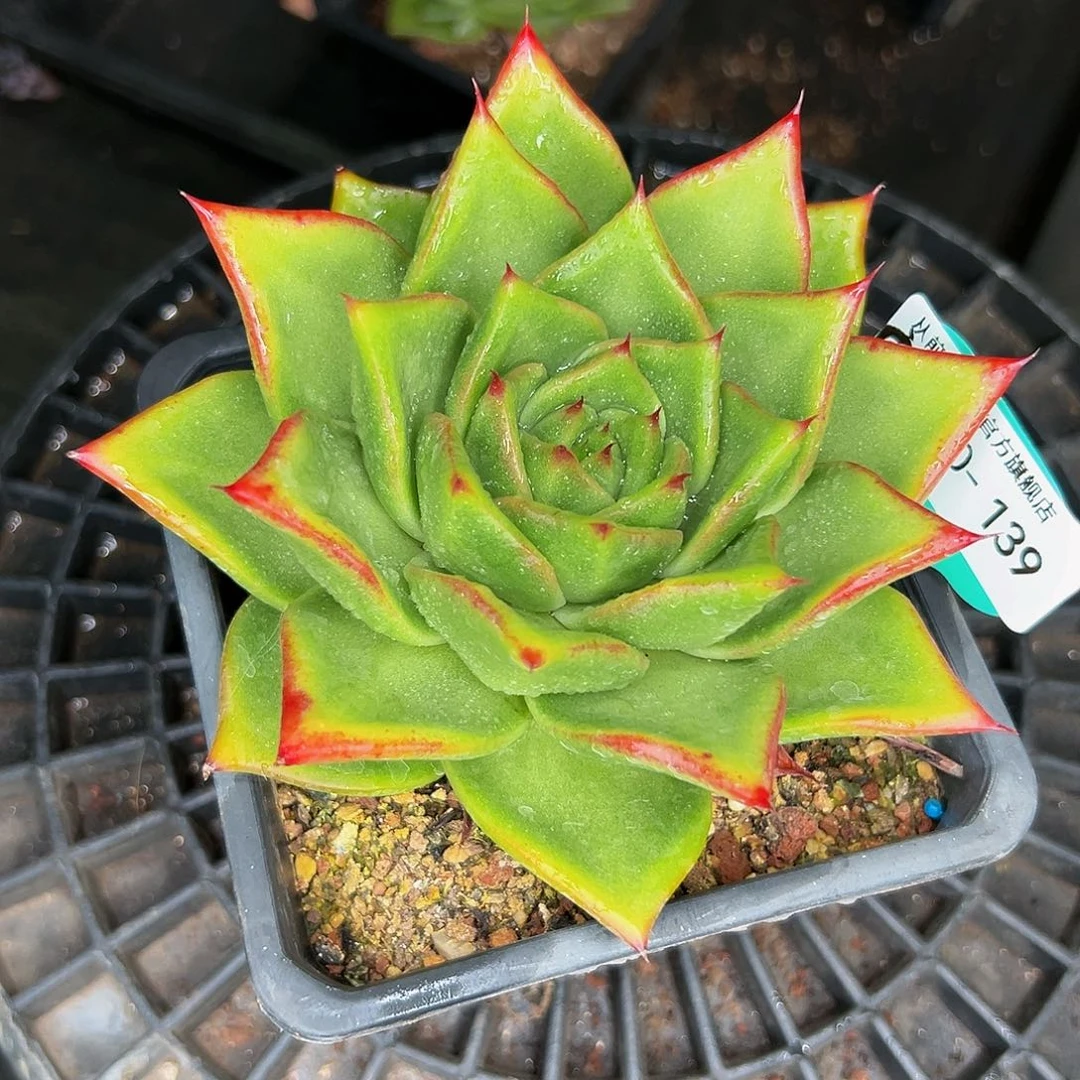 Q*u多肉编号0930-139