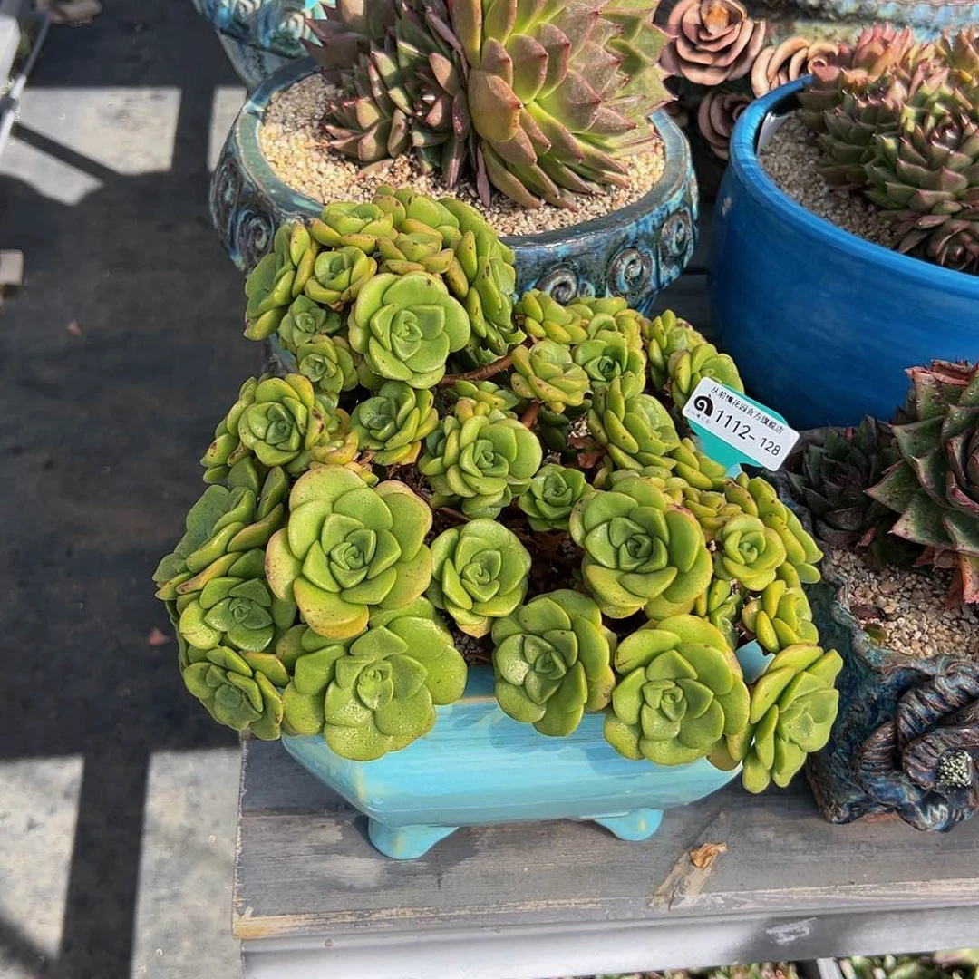 多肉编号1112-128