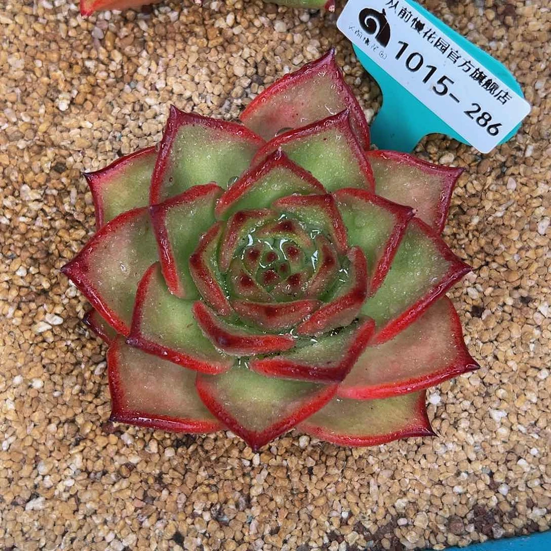 多肉一物一拍1015-286