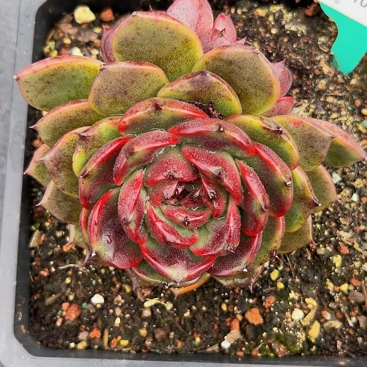 多肉编号1102-130