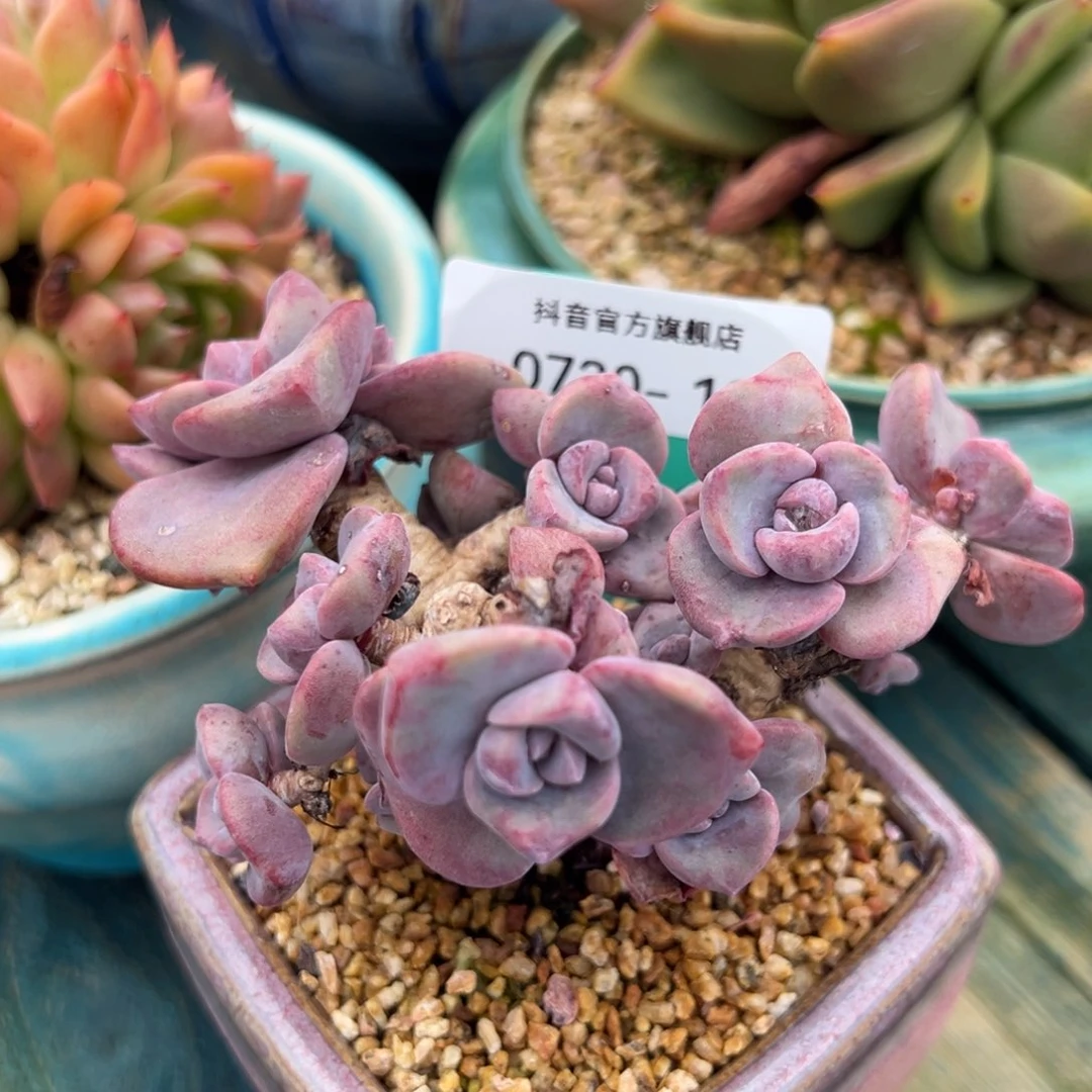 从前慢花园多肉编号0730-18