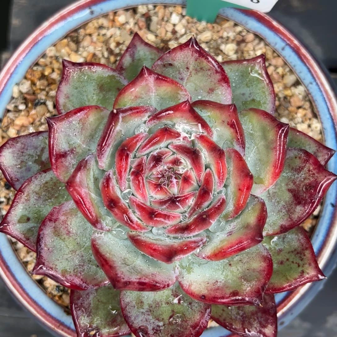 从前慢多肉精选编号0925.76