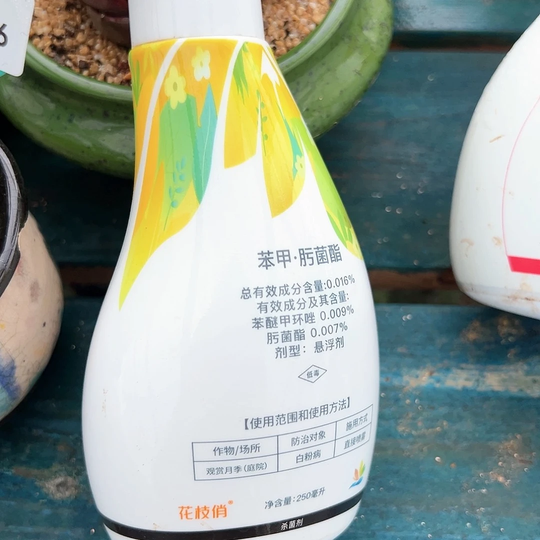 花枝俏精品多肉编号0819-