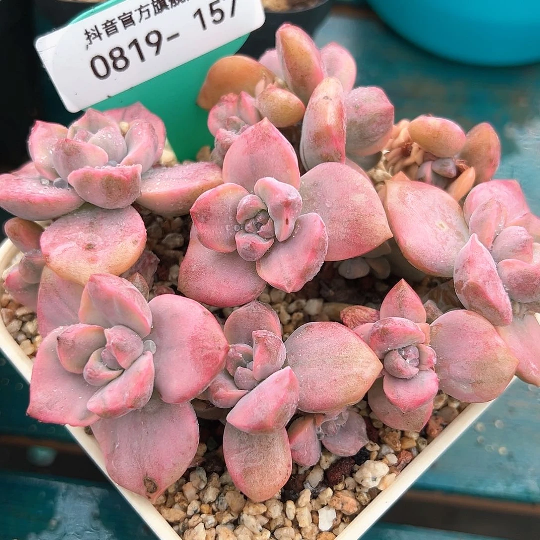 精品多肉编号0819-157