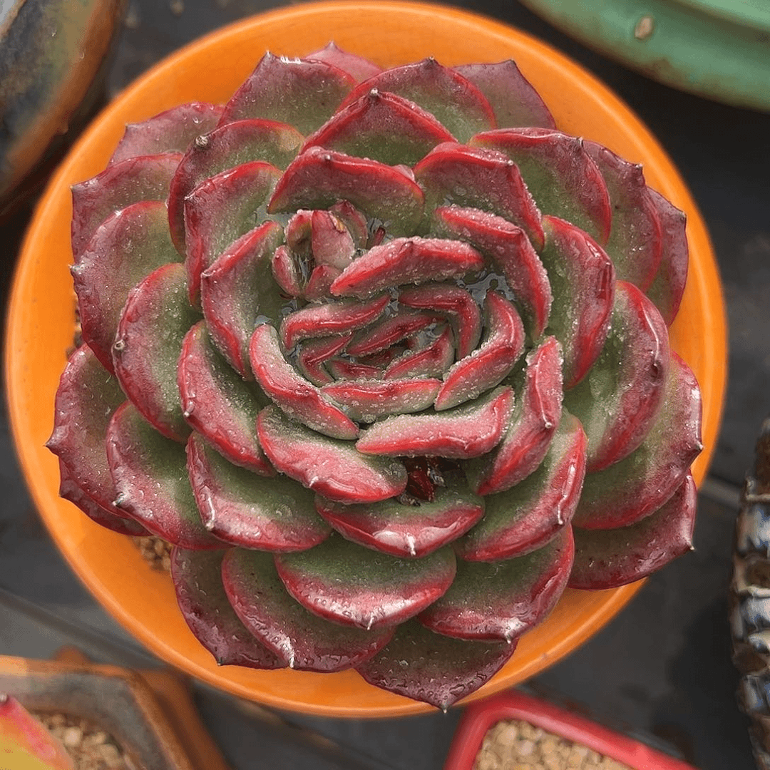 格林粉多肉一物一拍0718-