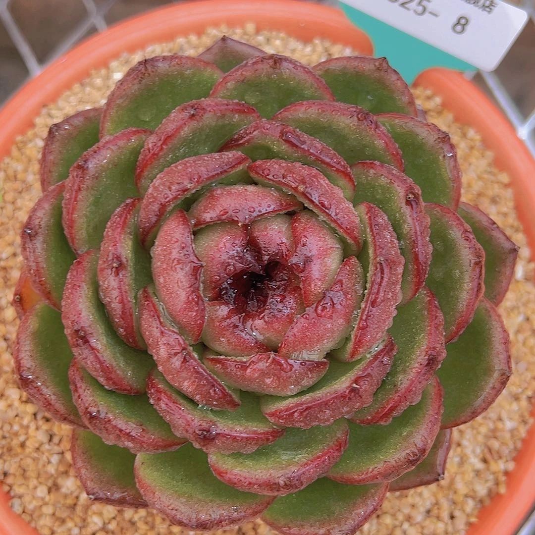 多肉一物一拍0825-8