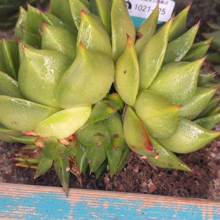 从前慢多肉精选编号1021.25