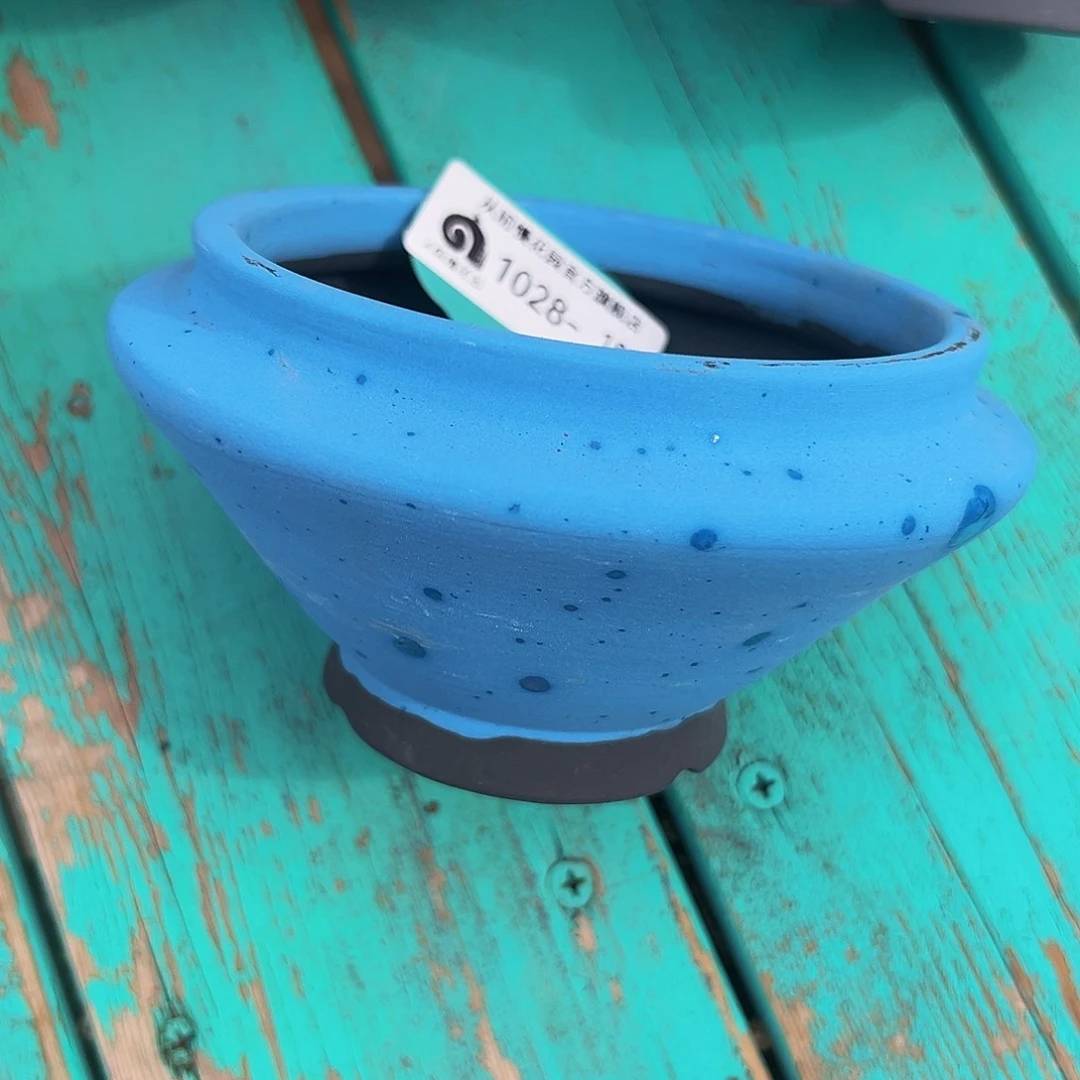 关*多肉编号1028-185