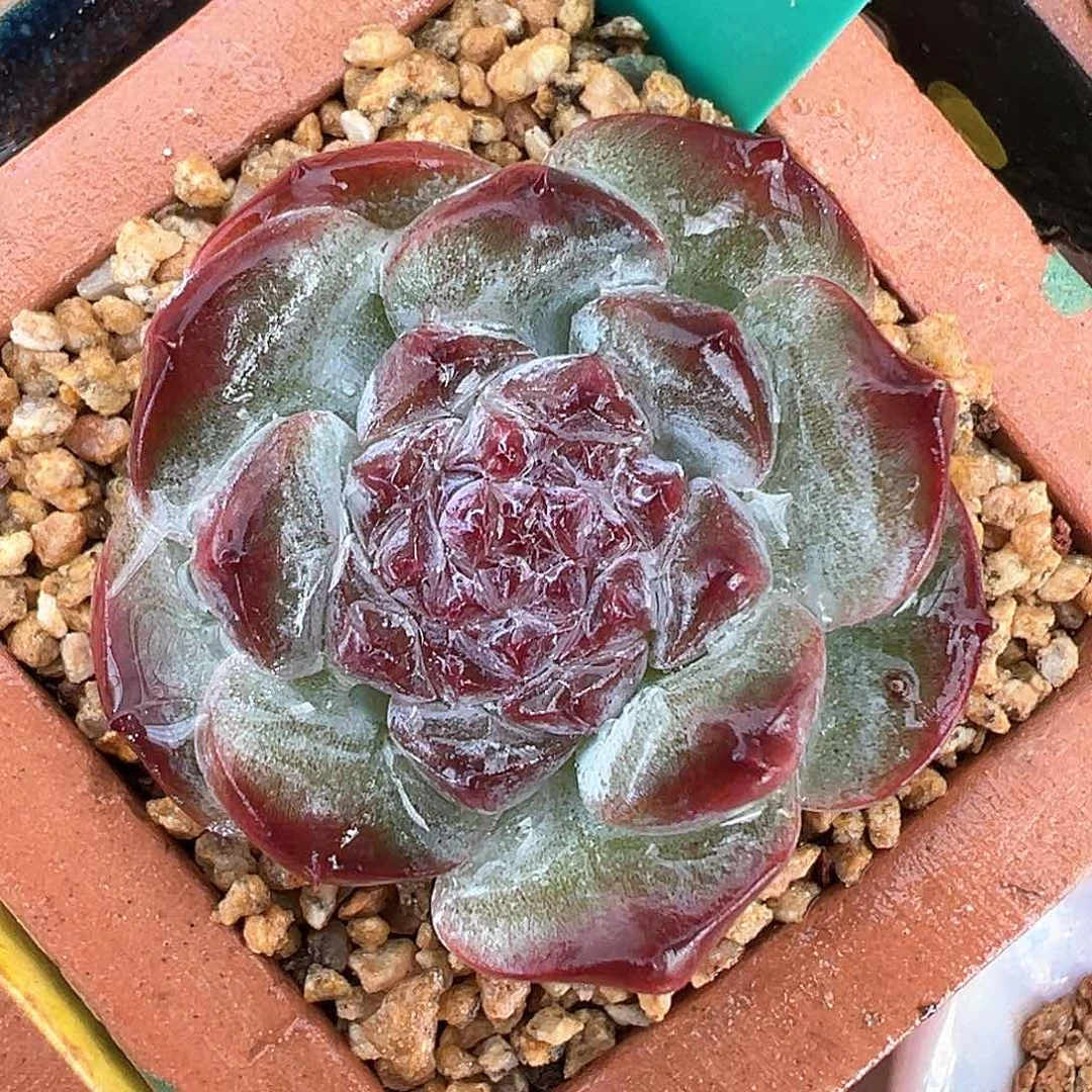 从前慢花园多肉编号0816-63
