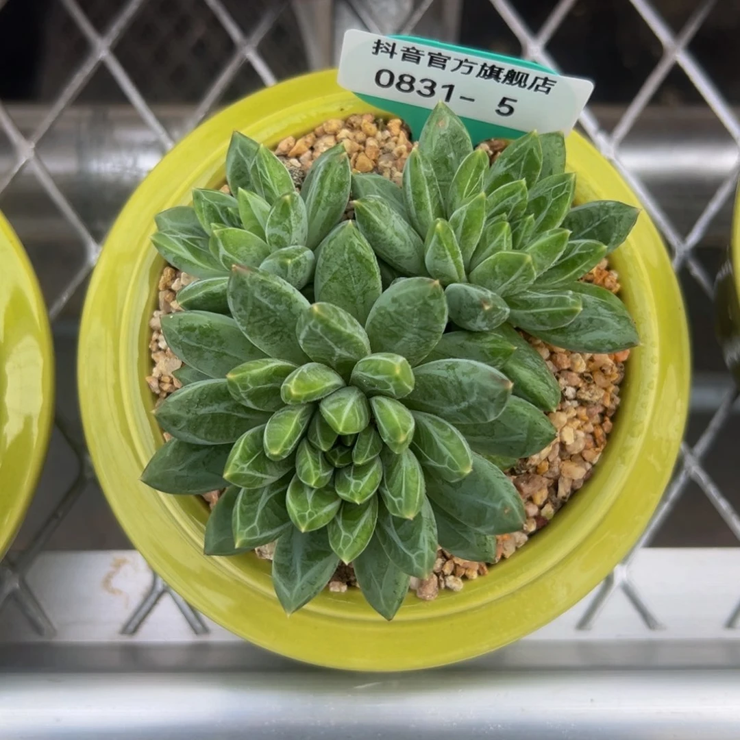 多肉一物一拍0831-5