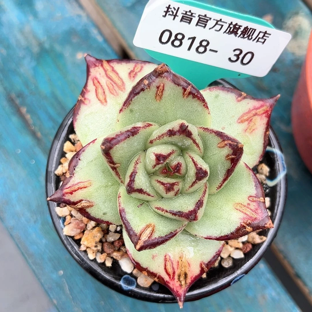 从前慢花园多肉编号0818-30
