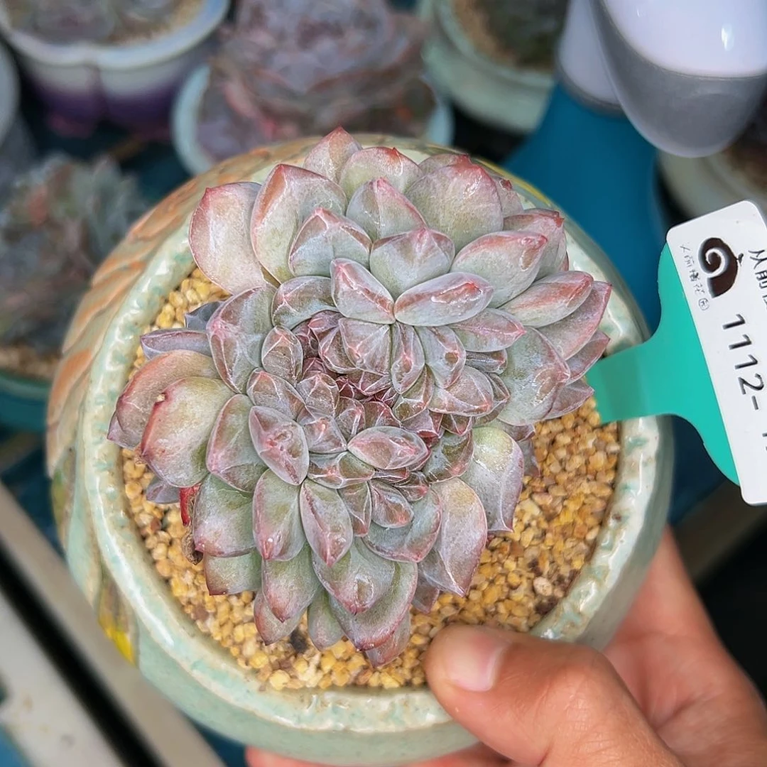 多肉一物一拍1112-197