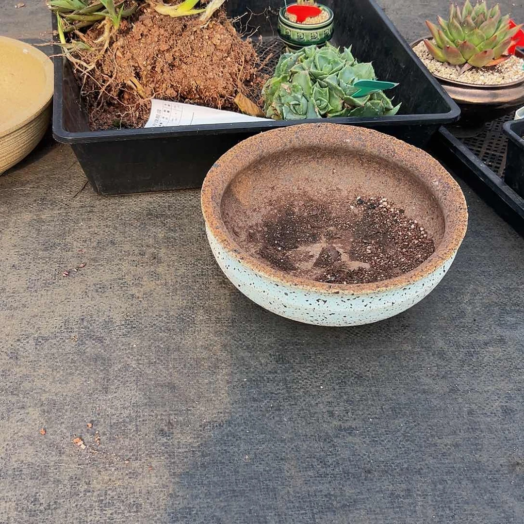 多***多多肉一物一拍1006-104