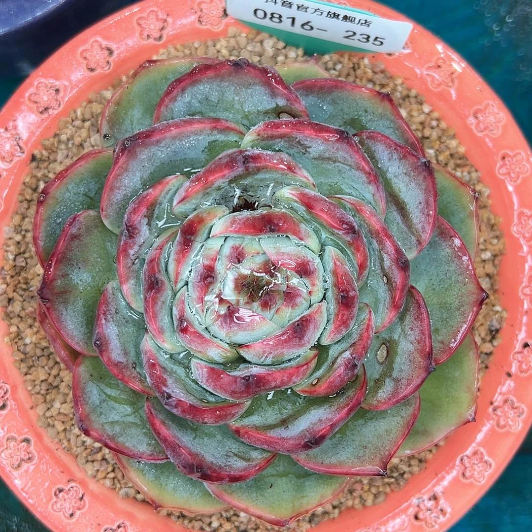 多肉一物一拍0816-235