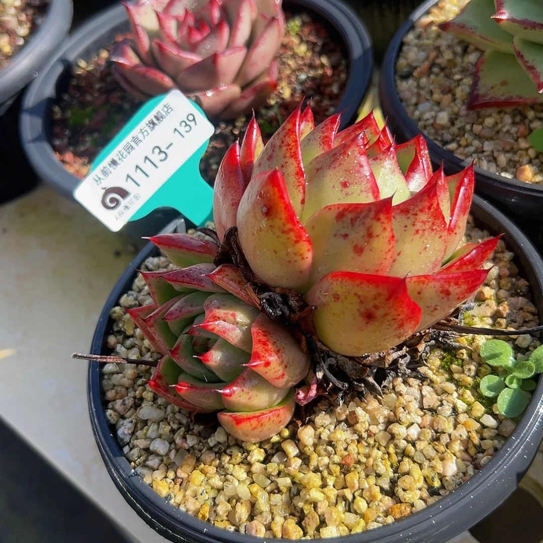 多肉编号1113-139