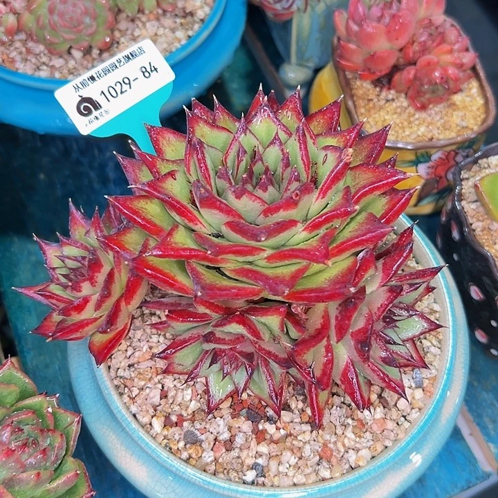 多肉一物一拍1029-84