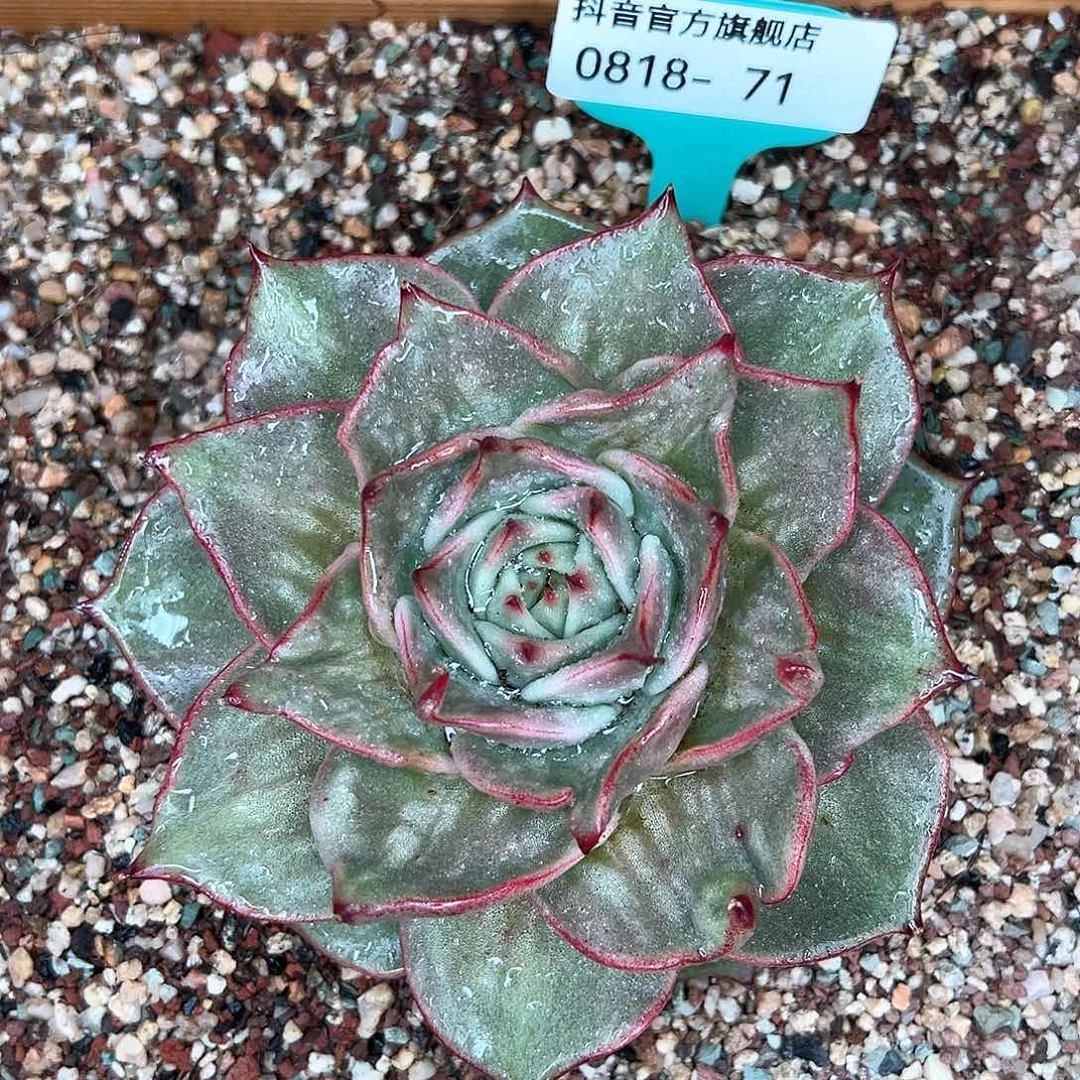 从前慢花园多肉编号0818-星星锦