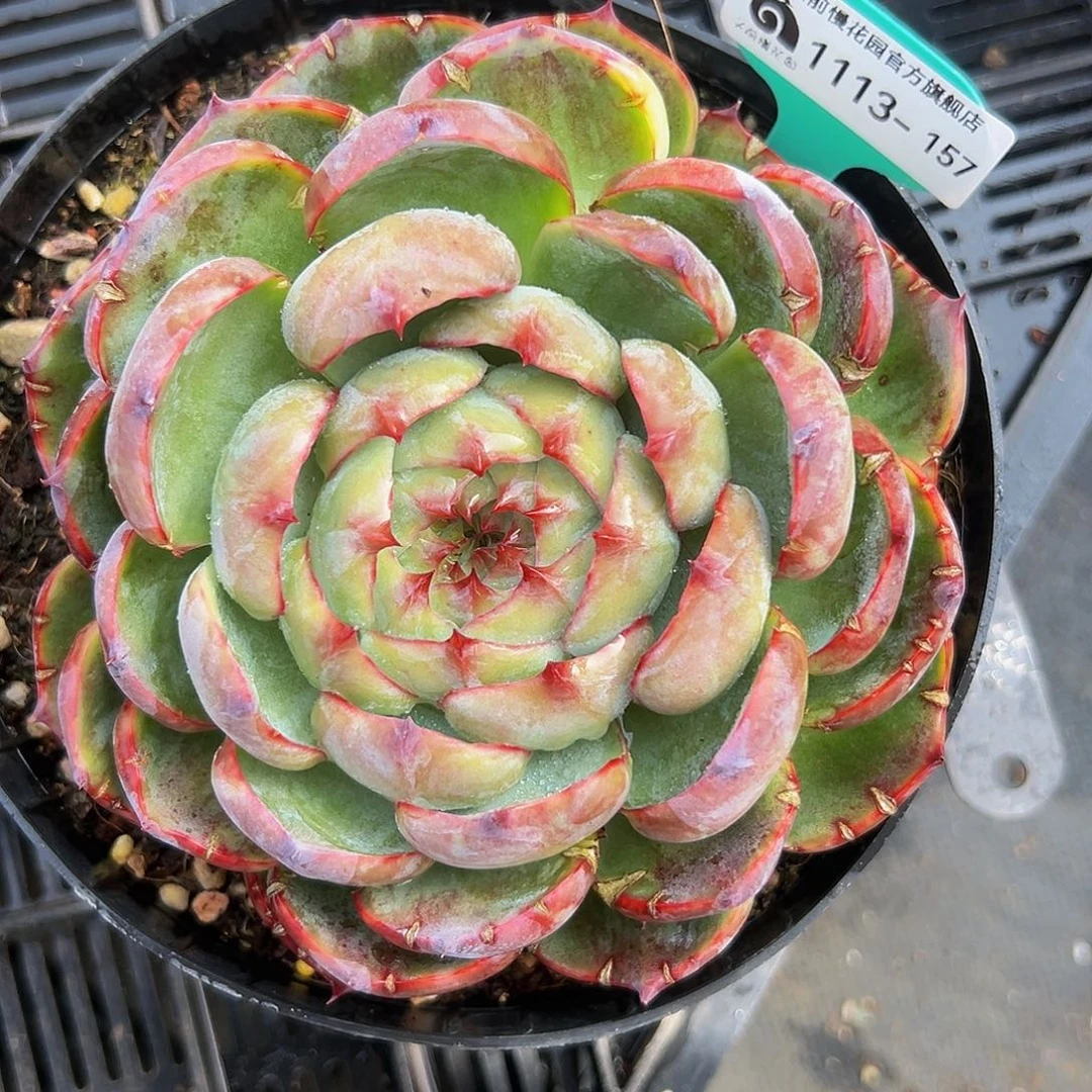 多肉编号1113-157