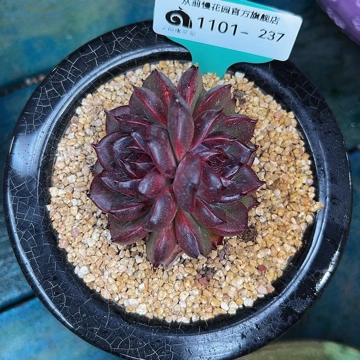 多肉一物一拍1101-237